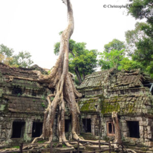 Ta Prohm, Cambodia